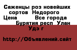 Саженцы роз новейших сортов. Недорого. › Цена ­ 350 - Все города  »    . Бурятия респ.,Улан-Удэ г.